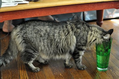 15 cats drinking from water glasses, funny cats, cat pictures, cute cat pictures