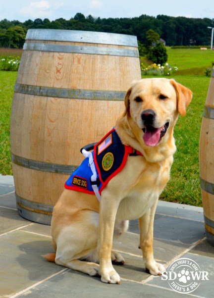 Diabetic Alert Dogs by Warren Retrievers: 5 Reasons to ...