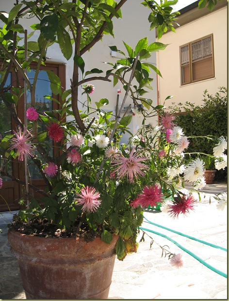 Aster 028