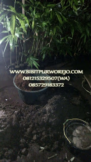 jual bibit bambu apus, jual bibit bambu tali, harga bibit bambu apus, harga bibit bambu tali, jual bibit bambu apus murah, jual bibit bambu tali murah, jual bibit bambu apus unggulan, jual bibit bambu tali unggulan, pembibitan bambu tali, pembibitan bambu apus, bibit bambu apus, bibit bambu tali, bibit bambu apus murah, bibit bambu tali murah, budidaya bibit bambu, budidaya tanaman bambu apus, budidaya bambu apus, fungsi tanaman bambu apus, manfaat bambu apus, manfaat bambu tali, jarak tanam bambu, jarak tanam bambu apus, jarak tanam bambu tali, syarat tumbuh bambu tali, syarat tumbuh bambu apus, jual bibit bambu apus buat proyek, bibit bambu apus unggul di purworejo.