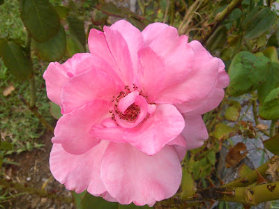 rosa