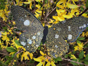 Tim Holtz Sizzix Tattered Butterfly Distress Oxide Sprays Alcohol Pearls Tutorial by Sara Emily Barker https://frillyandfunkie.blogspot.com/2019/03/saturday-showcase-tim-holtz-tattered.html 28