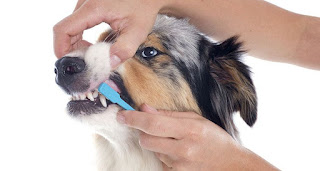 Dental Health Of Dog