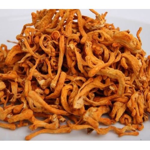 Cordyceps mushroom company in Brunei | mushroom company in Brunei | Mushroom company | Top mushroom company