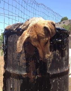 Cão preso em barril de piche morre após esperar por socorro