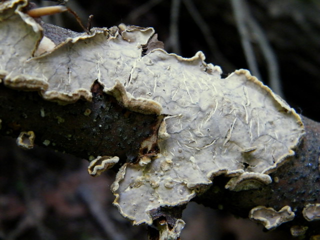 Stereum rugosum