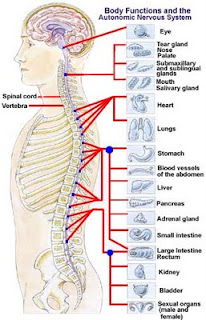 chiropractic image