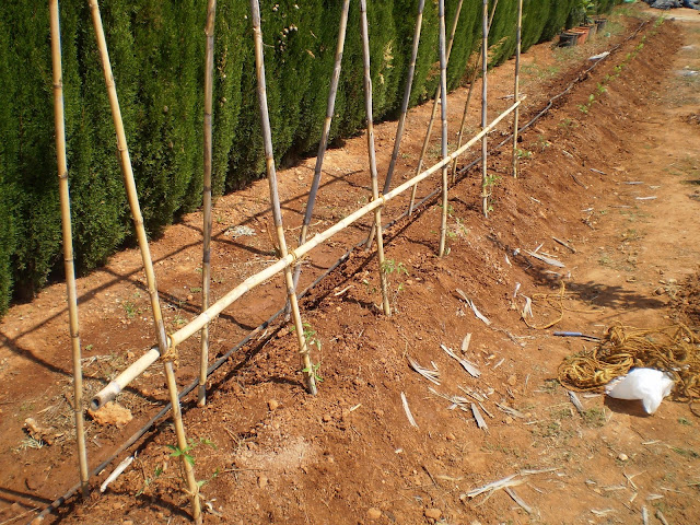 Tutorado de tomates huerta casera