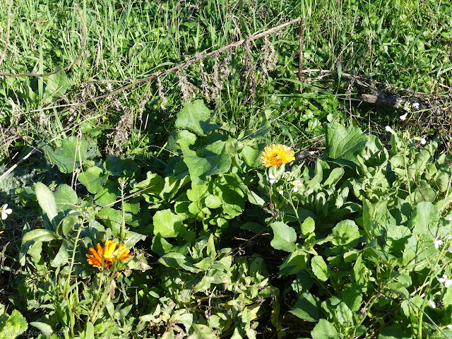 marigolds among the vegetables