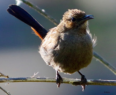 "A female Indian Robin (Copsychus fulicatus) with brown plumage perched on a branch, displaying its distinctive features."