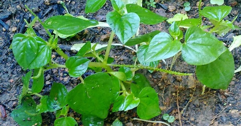 Pokok Ketumpang Air atau Sireh Cina, Penawar sakit sendi 