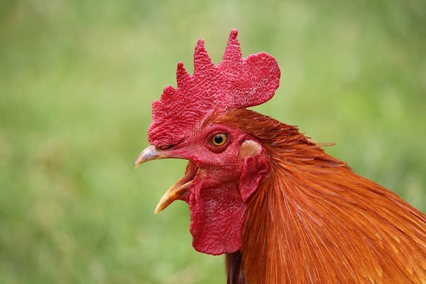 Dibanderol 3 juta per Ekor Usaha Peternakan Ayam Ketawa di Sidrap Sangat Menjanjikan