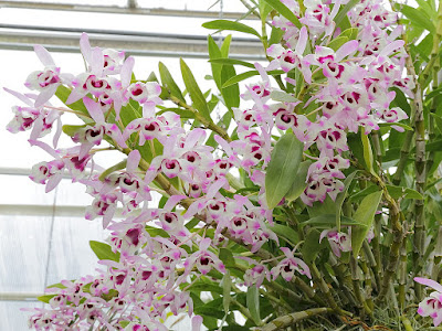 Dendrobium nobile care and culture