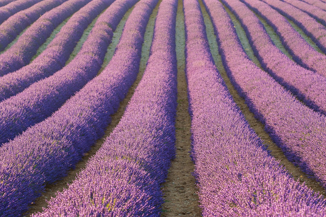 Valensole-Campi di lavanda al tramonto