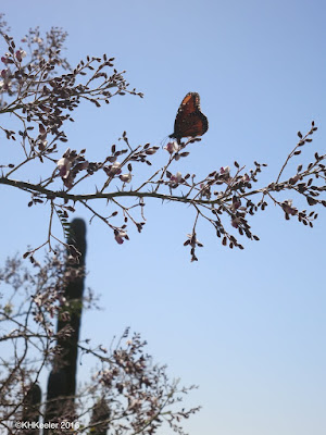 butterfly on ironwood flowers, Baja California