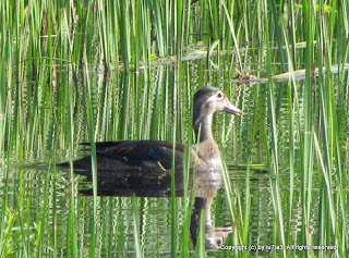 Wood Duck