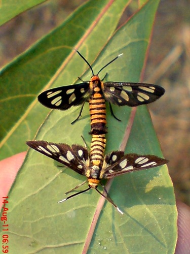 Amata huebneri mating