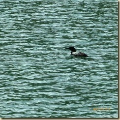 Loon_thumb_thumb
