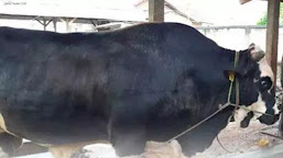 Sapi Kurban Presiden Jokowi Berbobot 900 kg Dari Kota Metro Lampung