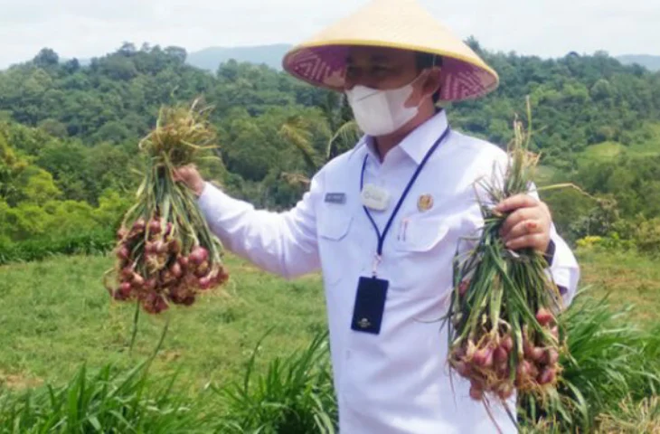 Perbedaan Bawang Merah Sumenep dan Brebes