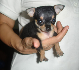 Cute Dogs: Teacup Chihuahuas