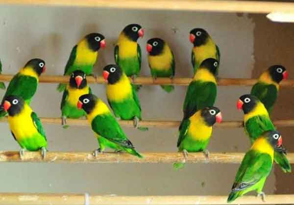 12 Aneka  Jenis Burung  Lovebird Dan Harga Pasarannya