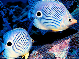 Beautiful Fish Wallpapers