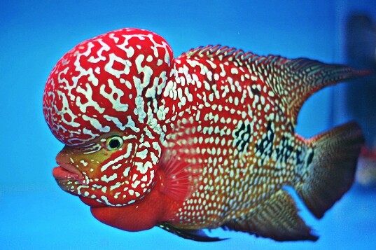 Gambar Ikan Louhan Kamfa  serat