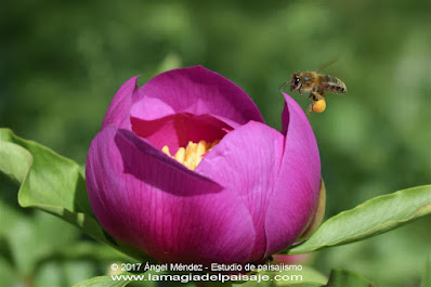 Rosa de Alejandría, paeonia broteroi, peonia, paeonia, flores