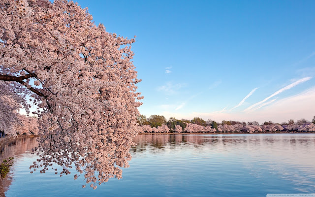 Nature 3D Cherry Blossom Wallpapers