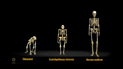 Evolução humana