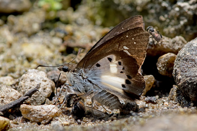 Seseria strigata the Evans's White Flat butterfly