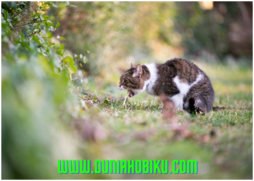 9 Penyebab Kucing Muntah dan Cara Mengatasinya - DUNIAHOBIKU