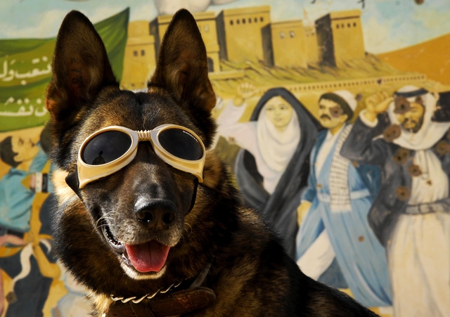 dog wearing goggles, doggles