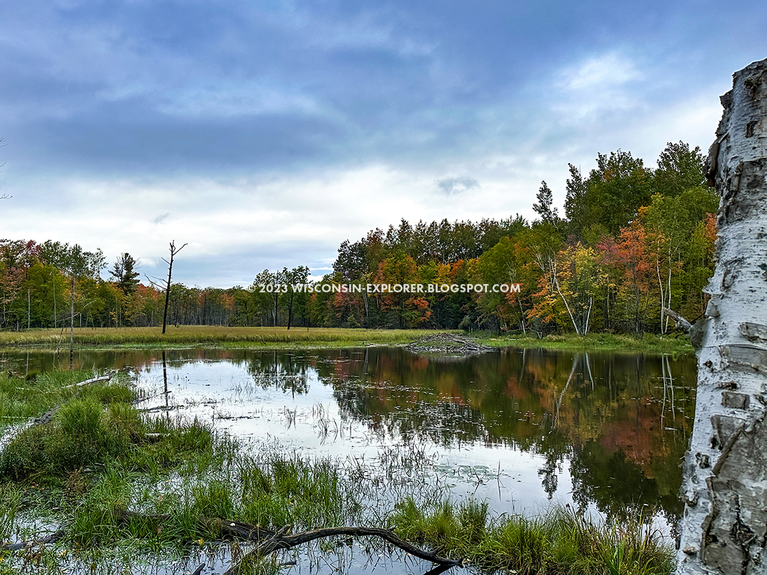 Beaver Lodge and pond ringed with autumn trees