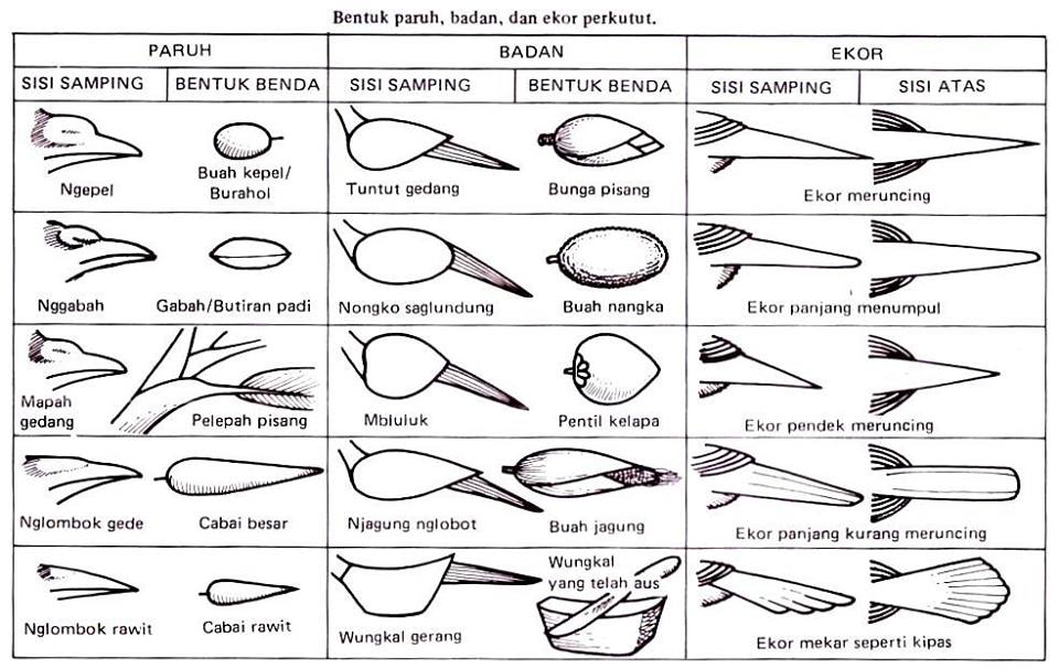 perkutut lokal indonesia Penjelasan Arti Katuranggan