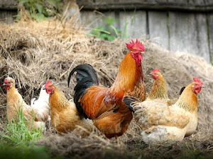 Tips Jitu Berternak Ayam Dengan Menggunakan Plastik Uv, Menimbulkan Ayam Lebih Bermutu Dan Berkualitas