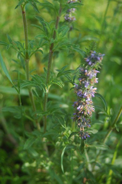 Kinh Giới - Schizonepeta tenuifolia - Nguyên liệu làm thuốc Chữa Cảm Sốt