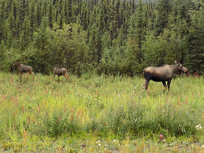 Our RV Spooked Mama Moose at First