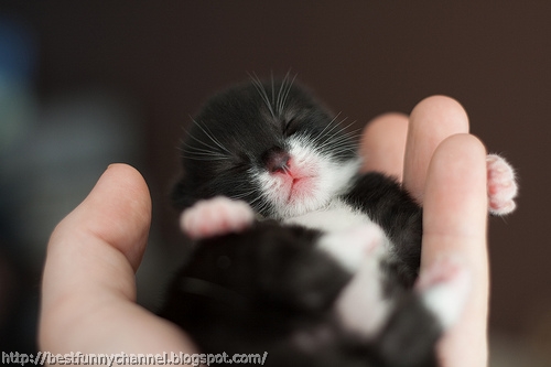 Funny black kitten.