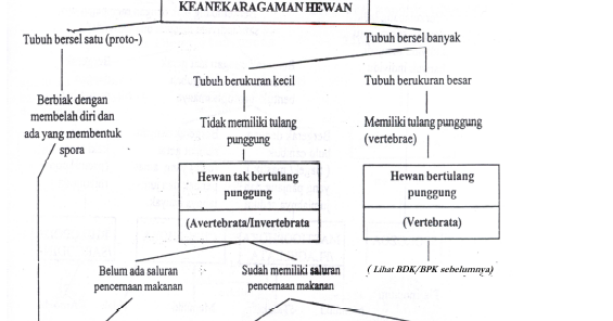 Kelompok Hewan  Tak Bertulang  Belakang  Avertebrata GOMUMU