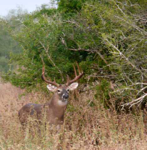 Whitetail Deer