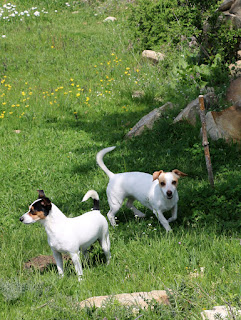 Puppies enjoying the walk