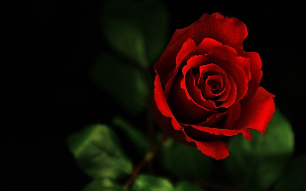 Red Rose Widescreen HD Wallpaper 7