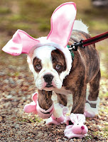 Dog Easter Outfit