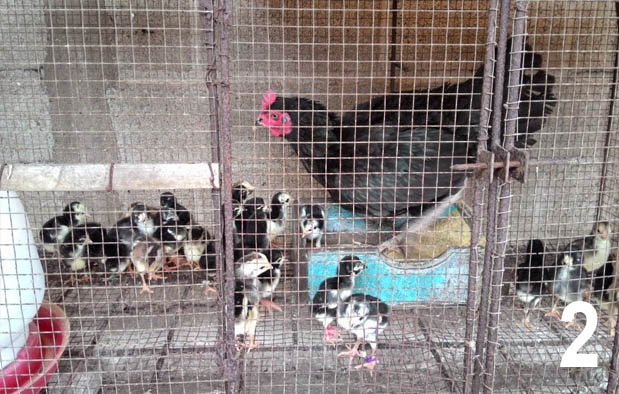 Mewarnai Sketsa Gambar  Ayam  Bangkok Terbaru KataUcap