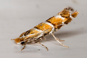 Horse-chestnut Leaf-miner, Cameraria ohridella.  On the door above my garden light trap in Hayes on 11 August 2015.