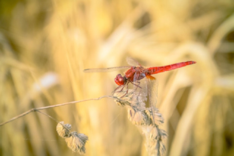 dragonfly-red-insect-macro-wheat