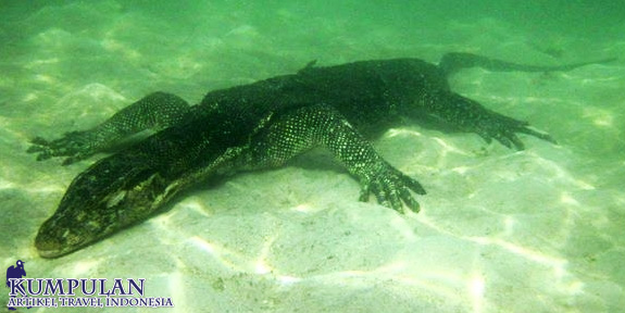 Pulau Biawak Indramayu