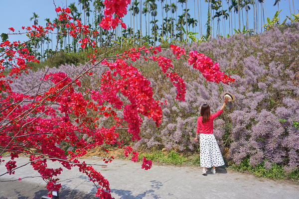 南投中寮粉紅山丘麝香木，瑰蜜甜心玫瑰園3千坪麝香木花海好夢幻